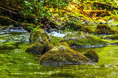 Güney Fransa 'daki Arn Nehri' nin manzara fotoğrafları. Hrault bölgesindeki bir ormandaki çalılıkların arasından akan küçük bir dere..