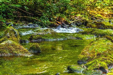 Güney Fransa 'daki Arn Nehri' nin manzara fotoğrafları. Hrault bölgesindeki bir ormandaki çalılıkların arasından akan küçük bir dere..