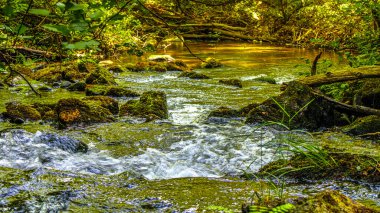 Güney Fransa 'daki Arn Nehri' nin manzara fotoğrafları. Hrault bölgesindeki bir ormandaki çalılıkların arasından akan küçük bir dere..