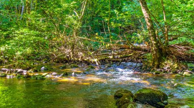 Güney Fransa 'daki Arn Nehri' nin manzara fotoğrafları. Hrault bölgesindeki bir ormandaki çalılıkların arasından akan küçük bir dere..