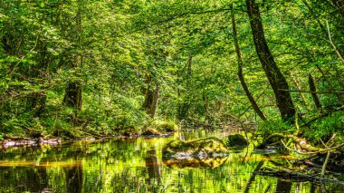 Güney Fransa 'daki Arn Nehri' nin manzara fotoğrafları. Hrault bölgesindeki bir ormandaki çalılıkların arasından akan küçük bir dere..