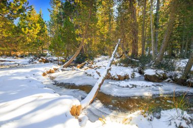 Fransa 'nın güneyinde kışın akarsu. Pireneler' de, köknar ağaçları arasında buzlu ve karlı küçük bir derenin manzarası. Occitanie 'deki Les Angles komünü Pyrnes Orientales' de.