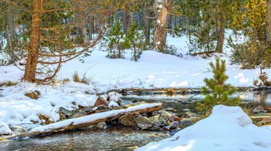 Fransa 'nın güneyinde kışın akarsu. Pireneler' de, köknar ağaçları arasında buzlu ve karlı küçük bir derenin manzarası. Occitanie 'deki Les Angles komünü Pyrnes Orientales' de.