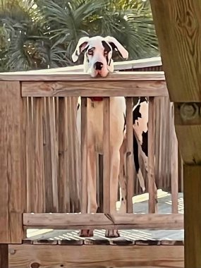 Siyah beyaz bir Danimarkalı heybetli bir şekilde ahşap bir güvertede duruyor, etkileyici büyüklüğünü ve dingin tavrını açık havada, güneşli bir ortamda sergiliyor..
