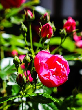 Bahçedeki güzel güller