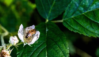 Güzel beyaz bir çiçek ve bir arıya yaklaş