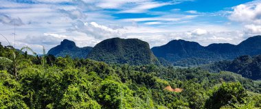 Chiang Mai dağlarında çiçekler. Tayland.