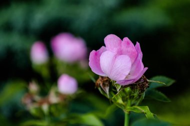 İnanılmaz renkli çiçek açan çiçekler yakın çekim
