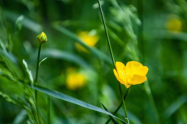Sarı çiçeğe yaklaş.