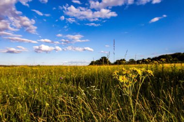 Çiçek tarlası olan güzel bir manzara