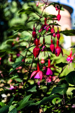 Almanya 'da bir botanik bahçesinde Fuchsia çiçekleri.