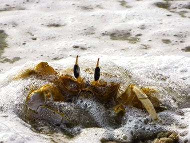 Deniz köpüklü yengeç