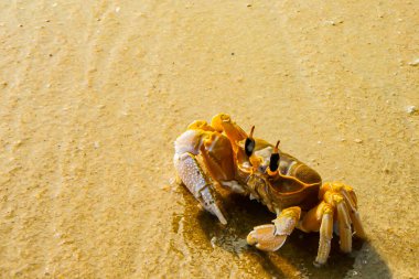 Vahşi bir sahilde kum yengeci. Hindistan, Kerrala Eyaleti.