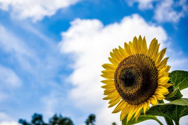 Mavi gökyüzünün arka planında ayçiçekleri ve beyaz bulutlu bir gün