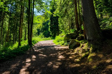 Yazın ormanın güzel manzarası