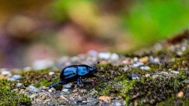 Kayanın üzerinde küçük siyah bir böcek oturuyor.