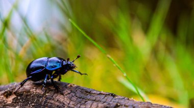 Yeşil yapraklı kara böcek.