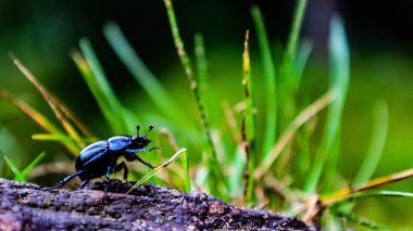 Bir kayanın üzerindeki siyah böceğin yakın çekimi.