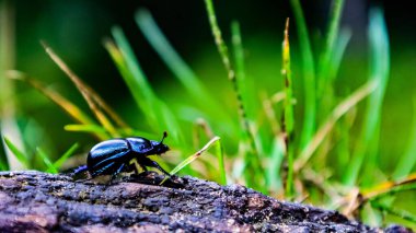 Bir kayanın üzerindeki siyah böceğin seçici odağı.