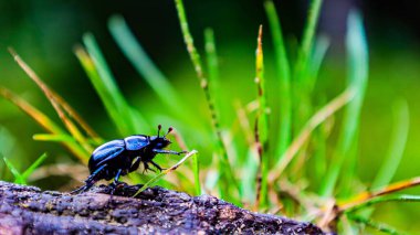Kütüğün üzerindeki bok böceği.
