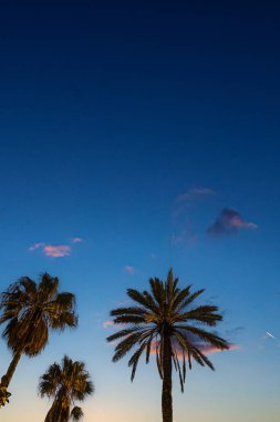 Akdeniz 'de akşamları palmiye ağacı