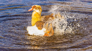Göldeki güzel ördek
