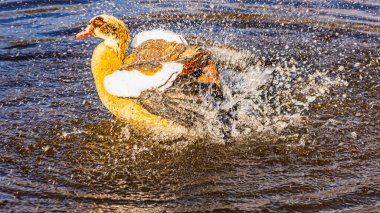 Güzel bir ördek gölde yüzüyor..