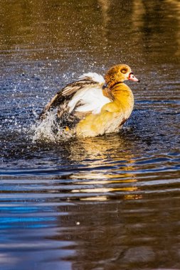 Suda kanatlı ördek