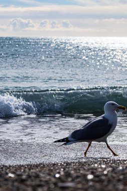 Sabahın köründe deniz kıyısında güzel bir kuş.