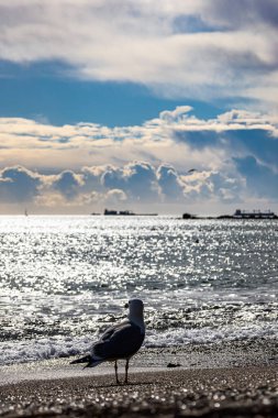 Martı denizde uçuyor.