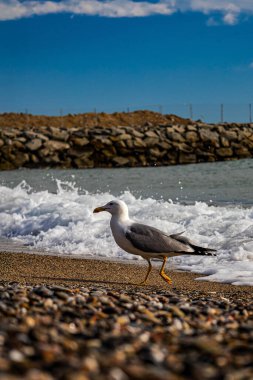 Akdeniz 'deki sahilde martı.