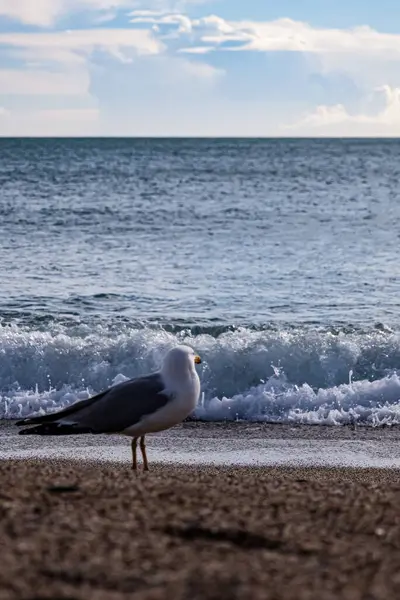 Kumlu sahilde martı