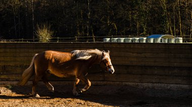 Kahverengi yeleli kahverengi at güneşli bir günde yeşil çimen tarlasında