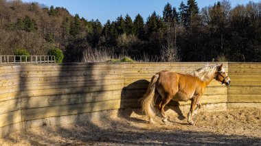 At ahırda yürüyor.