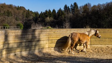 Çayırdaki kahverengi at.