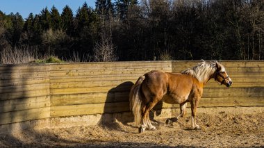 At gün batımında kırsalda çayırda