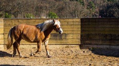 At gündüz vakti otlakta