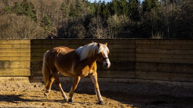 Kahverengi at otlakta