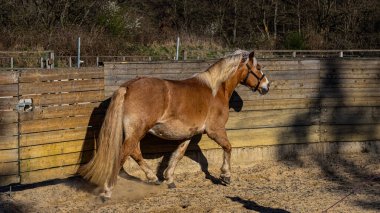 At gündüz vakti otlakta