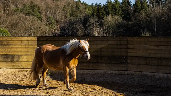 Ormanın arka planında çitin üzerinde kahverengi at.
