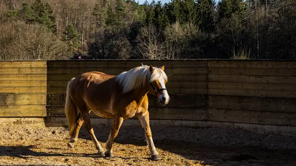 Kahverengi at otlakta