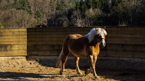 At çiftlikte kırsalda