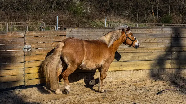 kahverengi at padok içinde