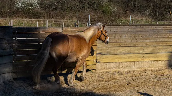 Kahverengi atlar çiftlikte