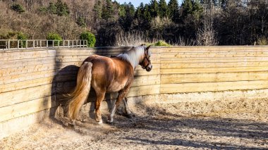 kahverengi at ve beyaz at otlakta