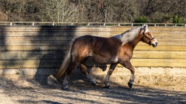 Güneşli bir günde, çayırdaki güzel at.