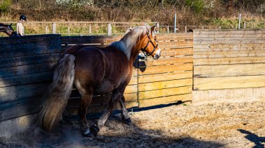 # Genç kahverengi yeleli at # # Tahta bir çitte # # Güneşli bir günde çiftlikte #