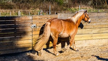 kahverengi at istikrarlı