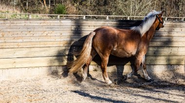 Güzel kahverengi at ahırda