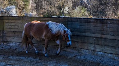 Kahverengi at beyaz yeleli ve kahverengi at yerde otluyor.